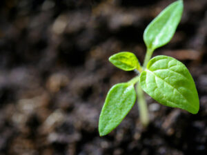 toxicidad ambiental